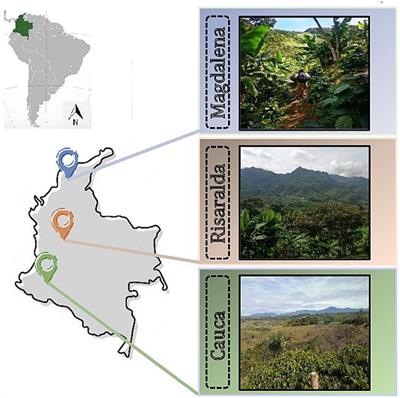 Colombian coffee (Coffea arabica L.) plantations: a taxonomic and functional survey of soil fungi
